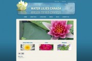 Water Lillies Canada